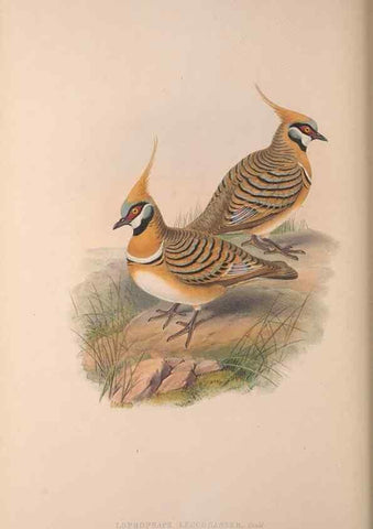Reproducción/Reproduction 36840841682: The birds of Australia, supplement /. London :Printed by Taylor and Francis ... published by the author ...,[1851]-1869.