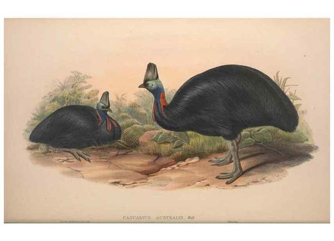 Reproducción/Reproduction 36871291151: The birds of Australia, supplement /. London :Printed by Taylor and Francis ... published by the author ...,[1851]-1869.