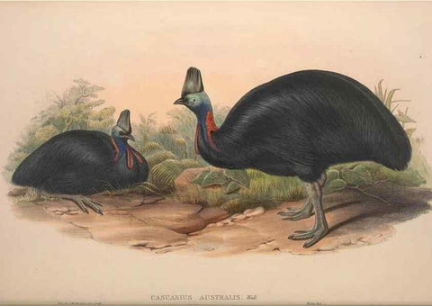 Reproducción/Reproduction 36871291151: The birds of Australia, supplement /. London :Printed by Taylor and Francis ... published by the author ...,[1851]-1869.