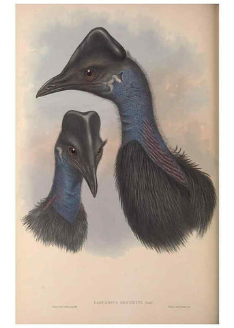 Reproducción/Reproduction 36871293951: The birds of Australia, supplement /. London :Printed by Taylor and Francis ... published by the author ...,[1851]-1869.