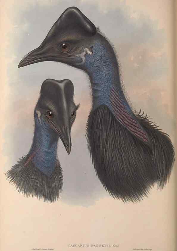 Reproducción/Reproduction 36871293951: The birds of Australia, supplement /. London :Printed by Taylor and Francis ... published by the author ...,[1851]-1869.