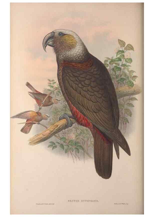 Reproducción/Reproduction 37012138415: The birds of Australia, supplement /. London :Printed by Taylor and Francis ... published by the author ...,[1851]-1869.