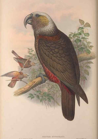 Reproducción/Reproduction 37012138415: The birds of Australia, supplement /. London :Printed by Taylor and Francis ... published by the author ...,[1851]-1869.
