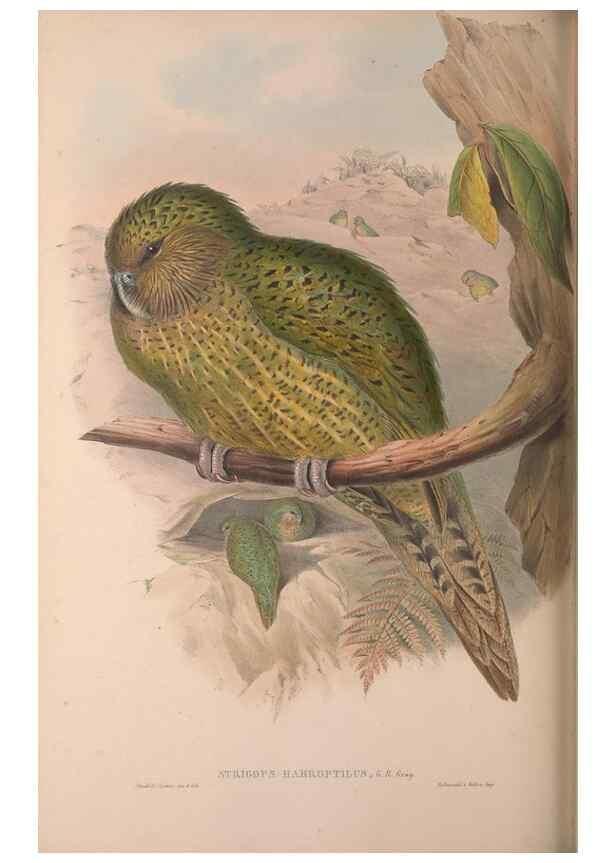 Reproducción/Reproduction 37012136415: The birds of Australia, supplement /. London :Printed by Taylor and Francis ... published by the author ...,[1851]-1869.