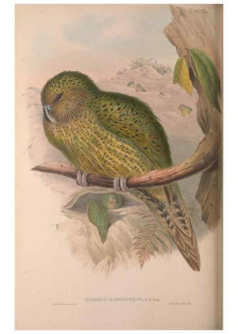Reproducción/Reproduction 37012136415: The birds of Australia, supplement /. London :Printed by Taylor and Francis ... published by the author ...,[1851]-1869.
