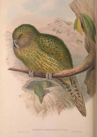 Reproducción/Reproduction 37012136415: The birds of Australia, supplement /. London :Printed by Taylor and Francis ... published by the author ...,[1851]-1869.