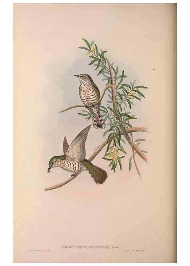 Reproducción/Reproduction 37012134325: The birds of Australia, supplement /. London :Printed by Taylor and Francis ... published by the author ...,[1851]-1869.