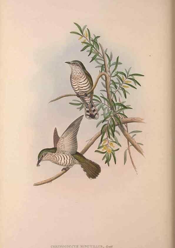 Reproducción/Reproduction 37012134325: The birds of Australia, supplement /. London :Printed by Taylor and Francis ... published by the author ...,[1851]-1869.