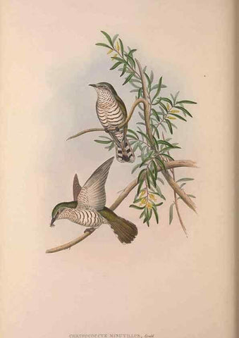 Reproducción/Reproduction 37012134325: The birds of Australia, supplement /. London :Printed by Taylor and Francis ... published by the author ...,[1851]-1869.