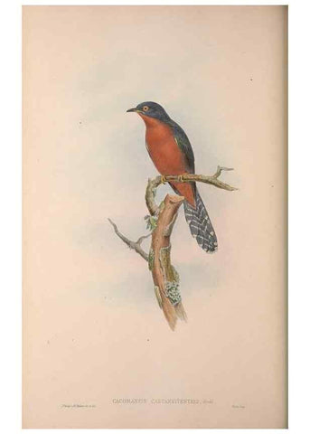 Reproducción/Reproduction 37012132325: The birds of Australia, supplement /. London :Printed by Taylor and Francis ... published by the author ...,[1851]-1869.