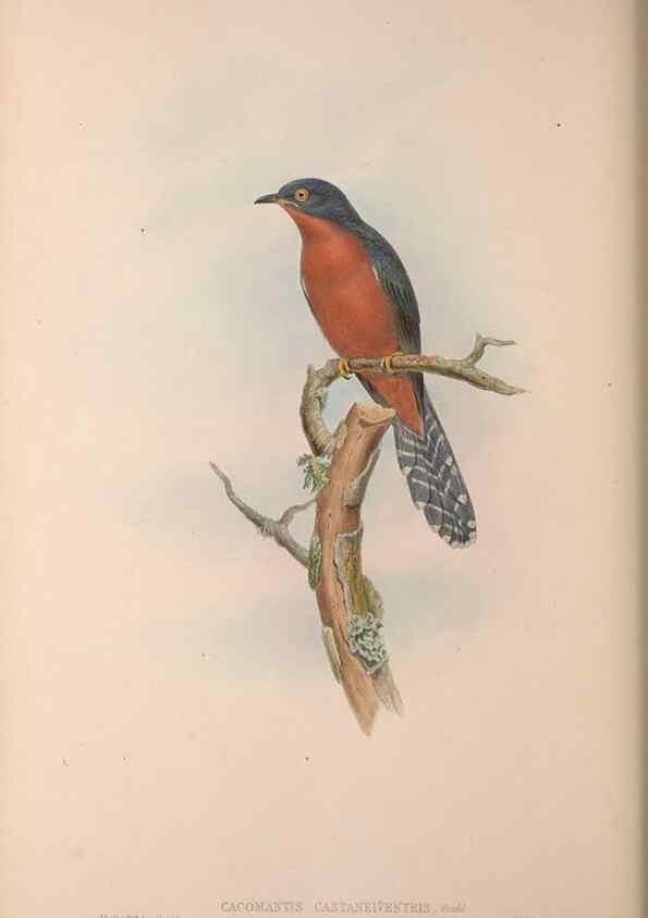 Reproducción/Reproduction 37012132325: The birds of Australia, supplement /. London :Printed by Taylor and Francis ... published by the author ...,[1851]-1869.