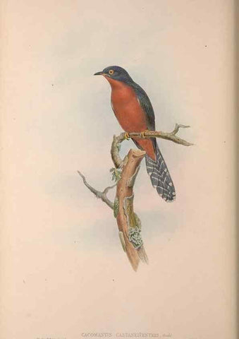 Reproducción/Reproduction 37012132325: The birds of Australia, supplement /. London :Printed by Taylor and Francis ... published by the author ...,[1851]-1869.