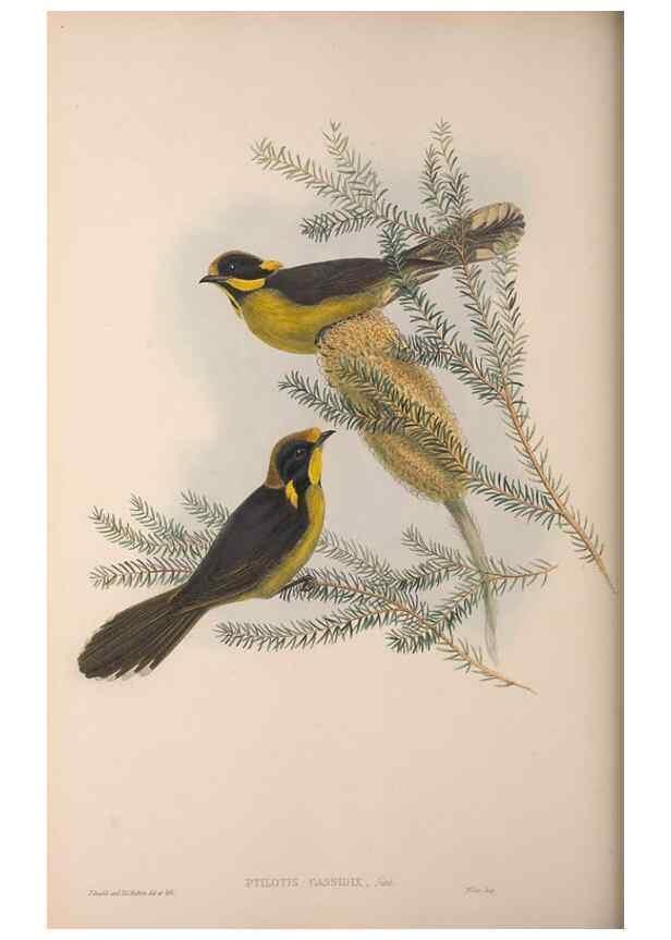Reproducción/Reproduction 36203584763: The birds of Australia, supplement /. London :Printed by Taylor and Francis ... published by the author ...,[1851]-1869.