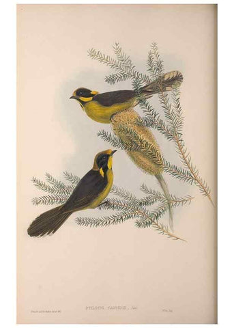 Reproducción/Reproduction 36203584763: The birds of Australia, supplement /. London :Printed by Taylor and Francis ... published by the author ...,[1851]-1869.