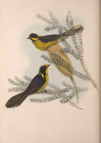 Reproducción/Reproduction 36203584763: The birds of Australia, supplement /. London :Printed by Taylor and Francis ... published by the author ...,[1851]-1869.