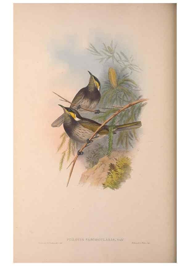 Reproducción/Reproduction 36203586233: The birds of Australia, supplement /. London :Printed by Taylor and Francis ... published by the author ...,[1851]-1869.