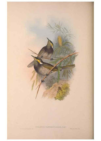 Reproducción/Reproduction 36203586233: The birds of Australia, supplement /. London :Printed by Taylor and Francis ... published by the author ...,[1851]-1869.