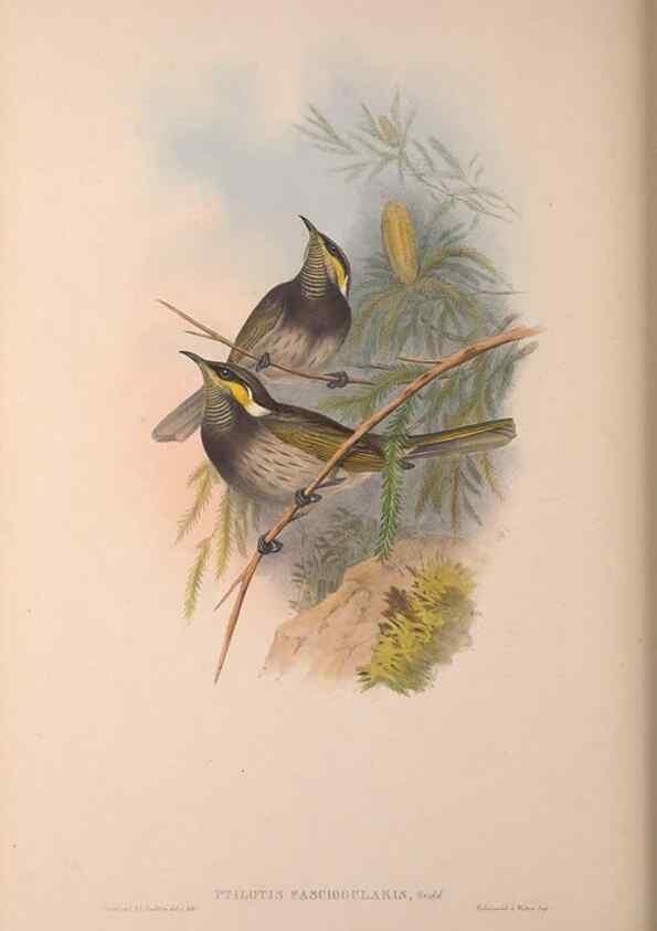 Reproducción/Reproduction 36203586233: The birds of Australia, supplement /. London :Printed by Taylor and Francis ... published by the author ...,[1851]-1869.