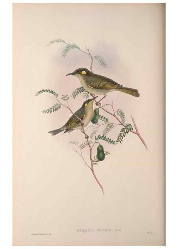 Reproducción/Reproduction 36203587793: The birds of Australia, supplement /. London :Printed by Taylor and Francis ... published by the author ...,[1851]-1869.