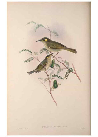 Reproducción/Reproduction 36203587793: The birds of Australia, supplement /. London :Printed by Taylor and Francis ... published by the author ...,[1851]-1869.