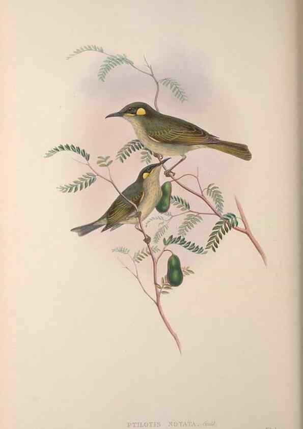 Reproducción/Reproduction 36203587793: The birds of Australia, supplement /. London :Printed by Taylor and Francis ... published by the author ...,[1851]-1869.