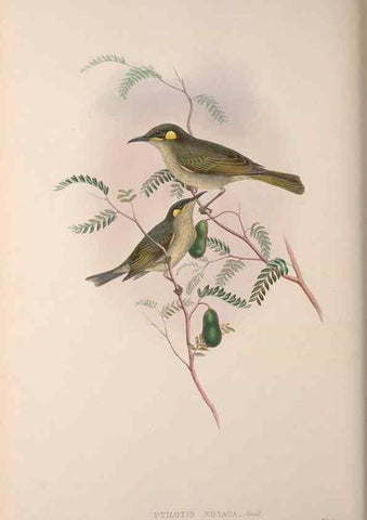 Reproducción/Reproduction 36203587793: The birds of Australia, supplement /. London :Printed by Taylor and Francis ... published by the author ...,[1851]-1869.