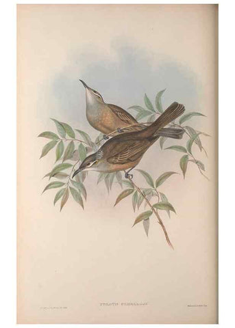 Reproducción/Reproduction 36614942360: The birds of Australia, supplement /. London :Printed by Taylor and Francis ... published by the author ...,[1851]-1869.