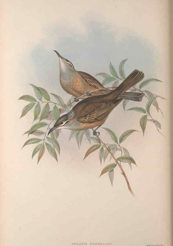 Reproducción/Reproduction 36614942360: The birds of Australia, supplement /. London :Printed by Taylor and Francis ... published by the author ...,[1851]-1869.