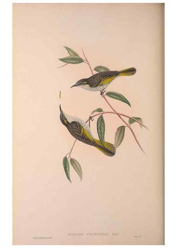 Reproducción/Reproduction 36614944480: The birds of Australia, supplement /. London :Printed by Taylor and Francis ... published by the author ...,[1851]-1869.