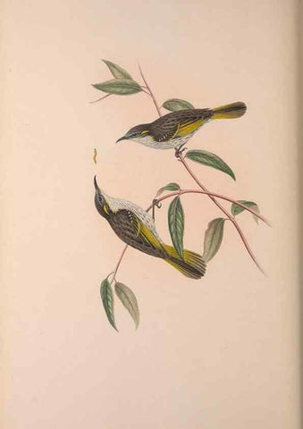 Reproducción/Reproduction 36614944480: The birds of Australia, supplement /. London :Printed by Taylor and Francis ... published by the author ...,[1851]-1869.