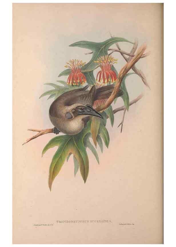 Reproducción/Reproduction 36176262914: The birds of Australia, supplement /. London :Printed by Taylor and Francis ... published by the author ...,[1851]-1869.