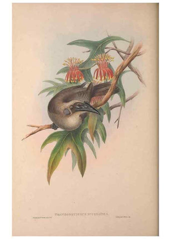 Reproducción/Reproduction 36176262914: The birds of Australia, supplement /. London :Printed by Taylor and Francis ... published by the author ...,[1851]-1869.