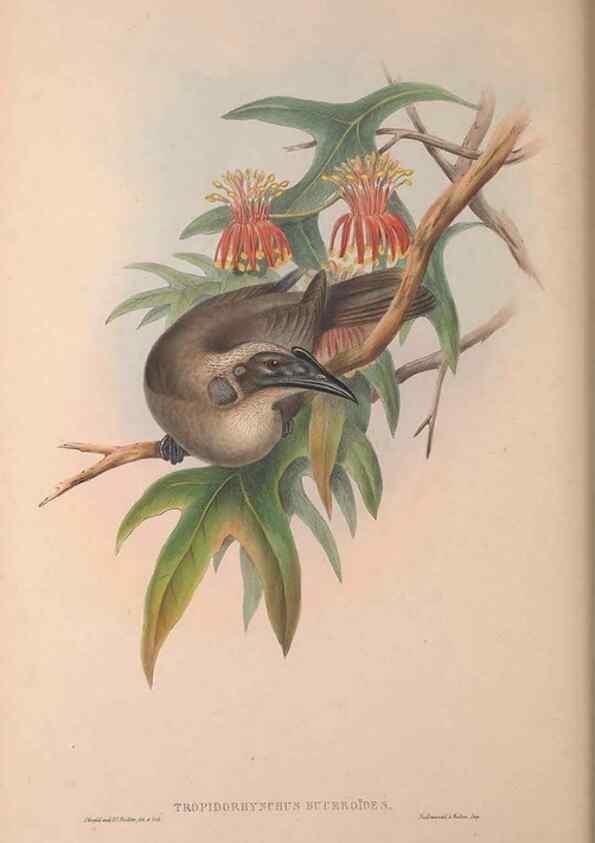 Reproducción/Reproduction 36176262914: The birds of Australia, supplement /. London :Printed by Taylor and Francis ... published by the author ...,[1851]-1869.