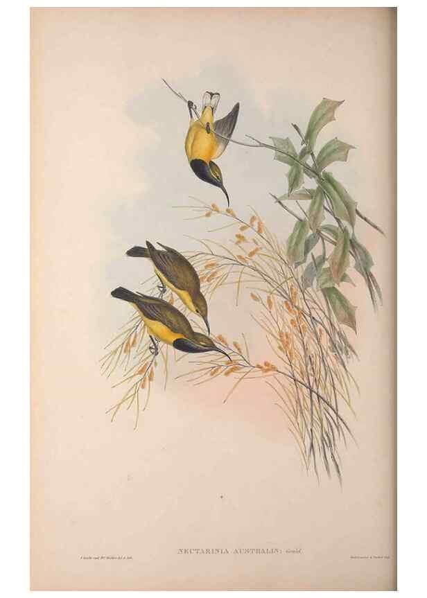 Reproducción/Reproduction 36176264794: The birds of Australia, supplement /. London :Printed by Taylor and Francis ... published by the author ...,[1851]-1869.