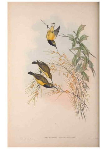 Reproducción/Reproduction 36176264794: The birds of Australia, supplement /. London :Printed by Taylor and Francis ... published by the author ...,[1851]-1869.