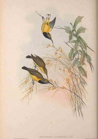 Reproducción/Reproduction 36176264794: The birds of Australia, supplement /. London :Printed by Taylor and Francis ... published by the author ...,[1851]-1869.