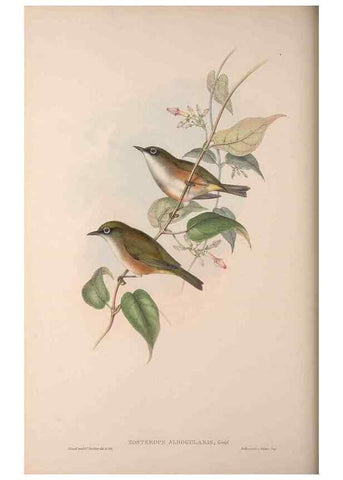 Reproducción/Reproduction 36176266214: The birds of Australia, supplement /. London :Printed by Taylor and Francis ... published by the author ...,[1851]-1869.