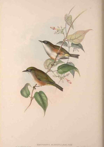 Reproducción/Reproduction 36176266214: The birds of Australia, supplement /. London :Printed by Taylor and Francis ... published by the author ...,[1851]-1869.