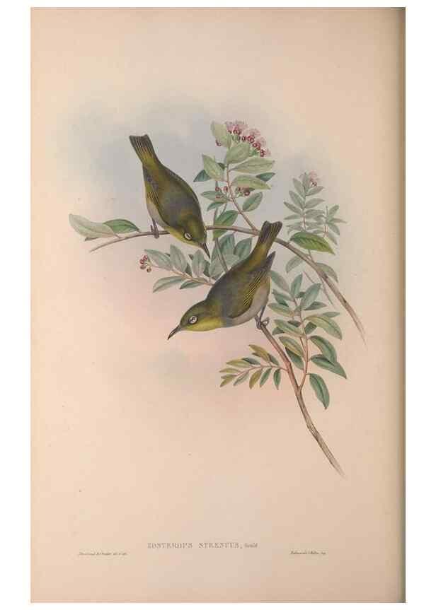 Reproducción/Reproduction 36176269954: The birds of Australia, supplement /. London :Printed by Taylor and Francis ... published by the author ...,[1851]-1869.