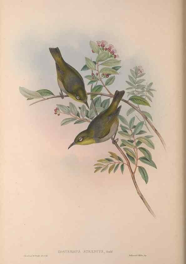 Reproducción/Reproduction 36176269954: The birds of Australia, supplement /. London :Printed by Taylor and Francis ... published by the author ...,[1851]-1869.