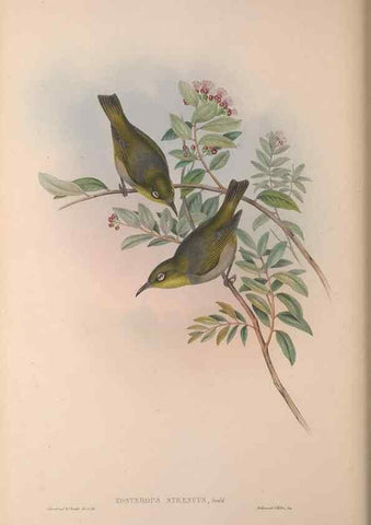 Reproducción/Reproduction 36176269954: The birds of Australia, supplement /. London :Printed by Taylor and Francis ... published by the author ...,[1851]-1869.