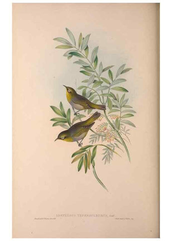 Reproducción/Reproduction 36176271794: The birds of Australia, supplement /. London :Printed by Taylor and Francis ... published by the author ...,[1851]-1869.