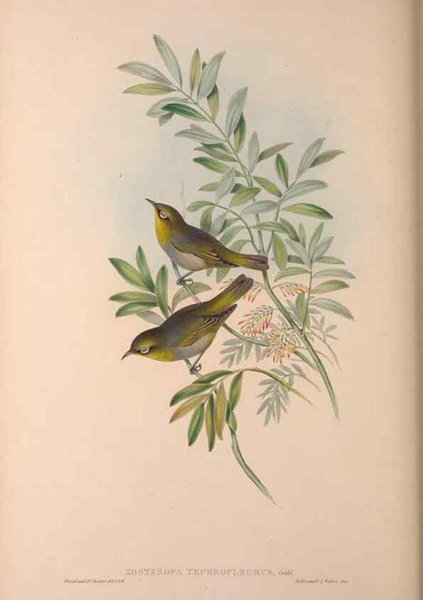 Reproducción/Reproduction 36176271794: The birds of Australia, supplement /. London :Printed by Taylor and Francis ... published by the author ...,[1851]-1869.