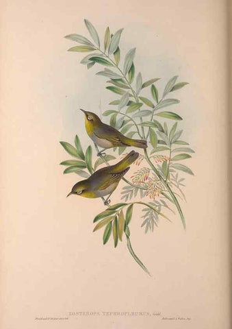 Reproducción/Reproduction 36176271794: The birds of Australia, supplement /. London :Printed by Taylor and Francis ... published by the author ...,[1851]-1869.