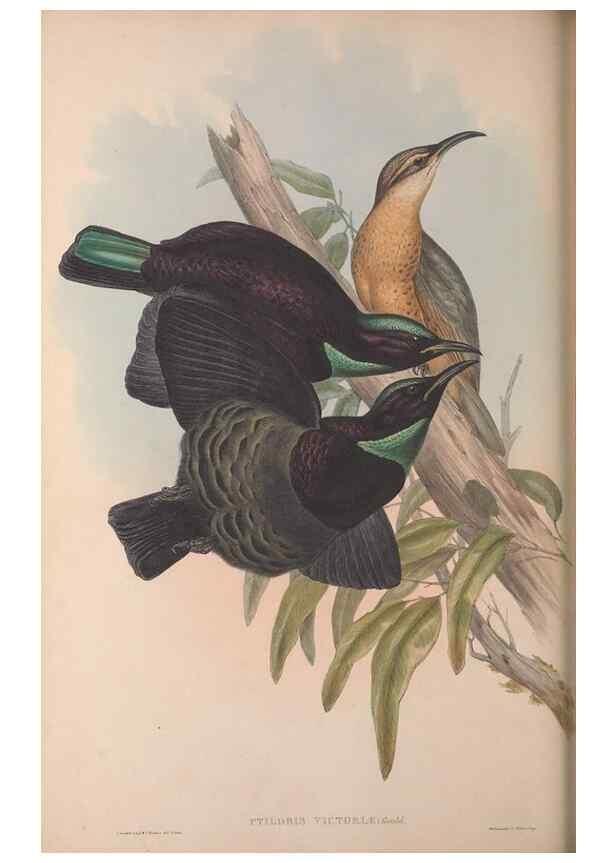 Reproducción/Reproduction 36176273914: The birds of Australia, supplement /. London :Printed by Taylor and Francis ... published by the author ...,[1851]-1869.