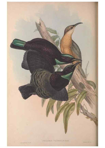 Reproducción/Reproduction 36176273914: The birds of Australia, supplement /. London :Printed by Taylor and Francis ... published by the author ...,[1851]-1869.