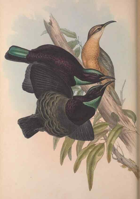Reproducción/Reproduction 36176273914: The birds of Australia, supplement /. London :Printed by Taylor and Francis ... published by the author ...,[1851]-1869.