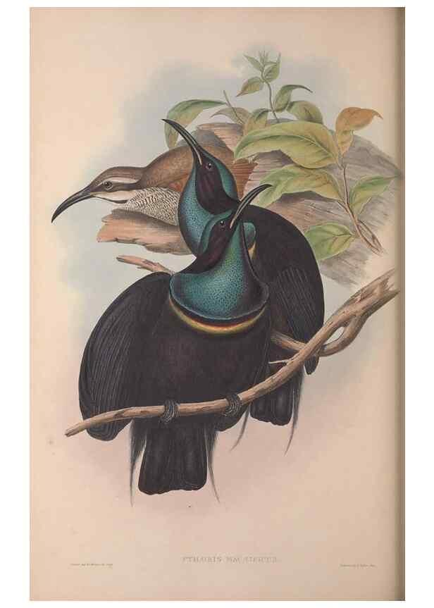 Reproducción/Reproduction 36176276164: The birds of Australia, supplement /. London :Printed by Taylor and Francis ... published by the author ...,[1851]-1869.