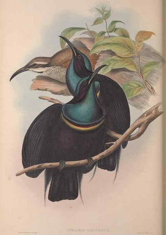 Reproducción/Reproduction 36176276164: The birds of Australia, supplement /. London :Printed by Taylor and Francis ... published by the author ...,[1851]-1869.