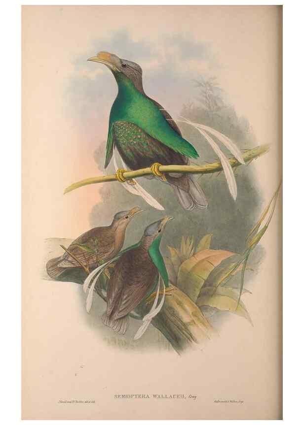 Reproducción/Reproduction 37012126405: The birds of Australia, supplement /. London :Printed by Taylor and Francis ... published by the author ...,[1851]-1869.
